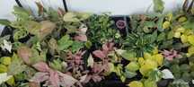 Филодендрон (Philodendron) / Сингониум (Syngonium)