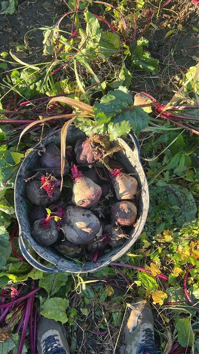 Vand sfecla rosie zona badalan