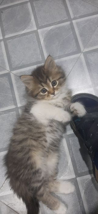 Sotilad 100$ 3 oylik