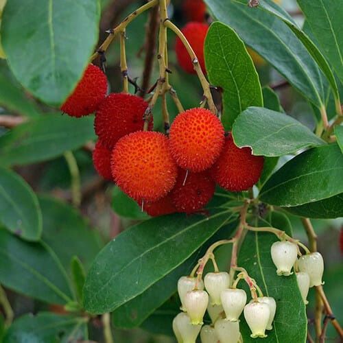 Ягодово дърво/Arbutus unedo (кумарка)