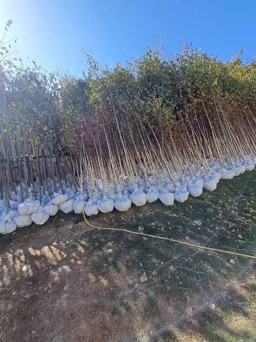 Vând mesteacăn alb ornamental diferite dimensiuni