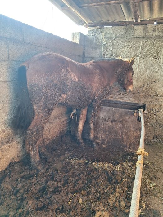 Еркек 1.5 жасар тай