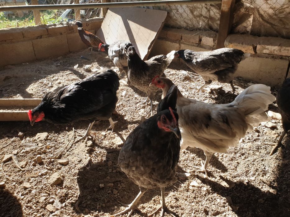 пилета порода Астролоп