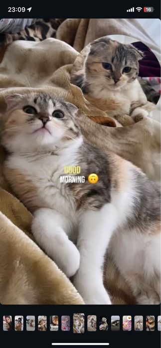 Кошка скотиш фолд