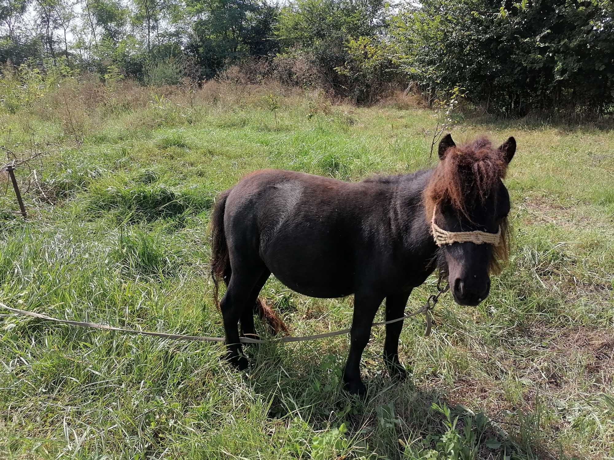 Schimb Ponei mascul armasar manz