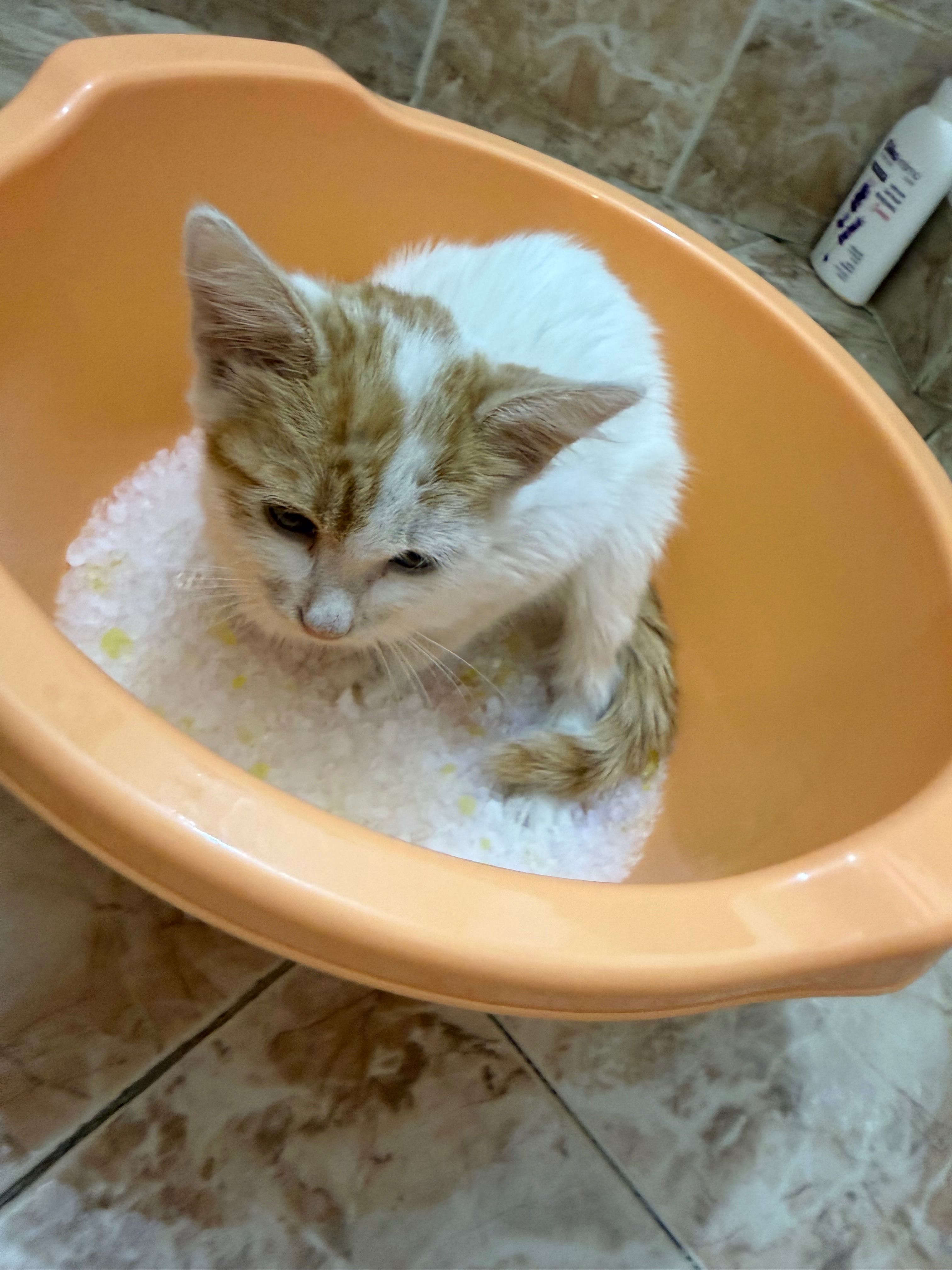 Спешно подарявам котка