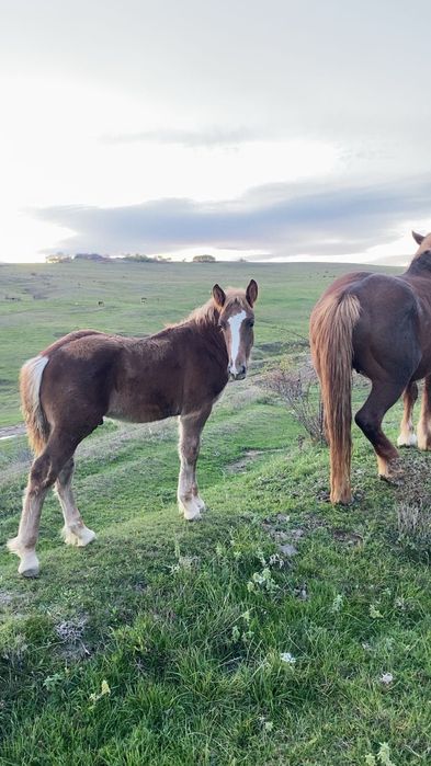 Vând mânz ciocolatiu