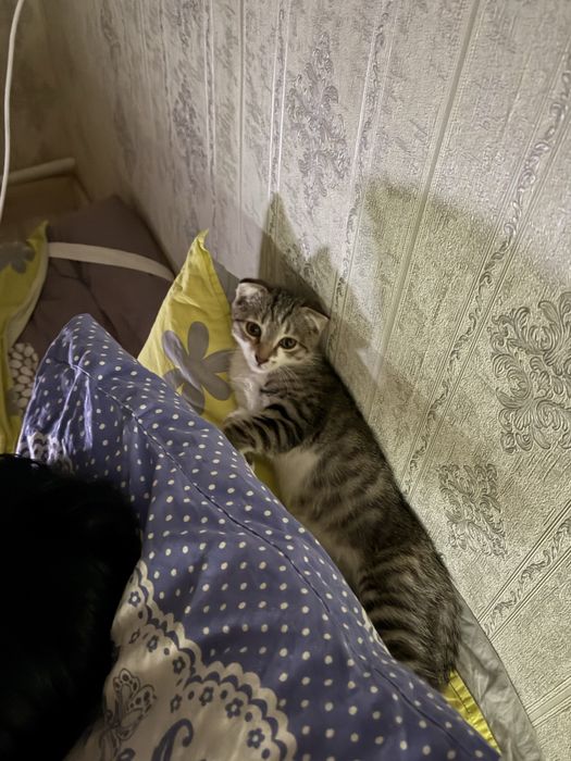 Отдам котенка в добрые руки