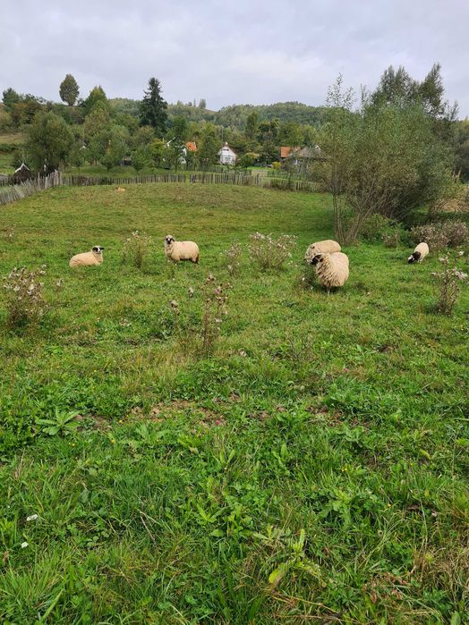 Teren intravilan vânzare