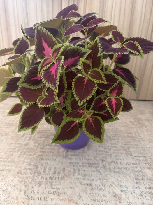 Комнатные растения интерьерные