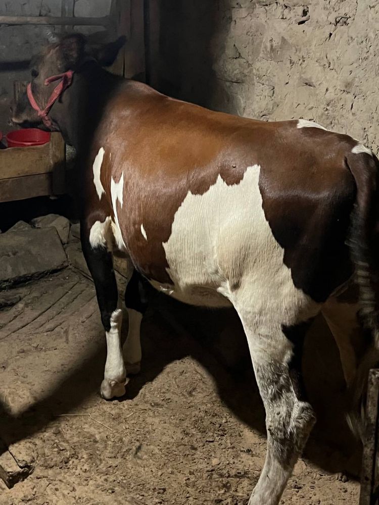 Gunajin sotiladi yeb ichishi zor 15 milon kami bor mol soglom