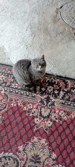 Ищу дом для кошки!