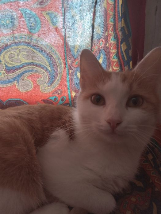 Маргау ургашы 4 ай. Адеми суйкимди акылды. Туалет биледи