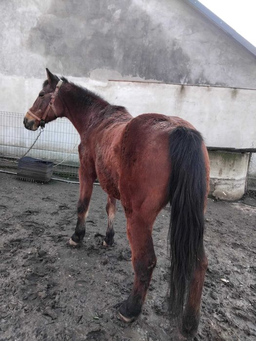 Iapa grasa pt abator