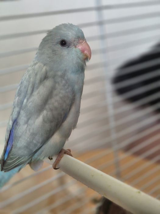 Păsări absolut încântătoare!!! Papagali FORPUS COELESTIS