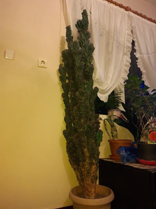 Продавам кактус Скалата