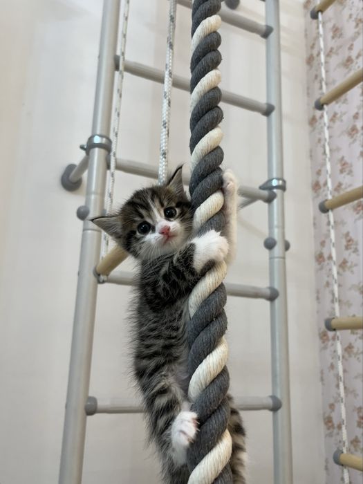Котенок-девочка. Г. Астана