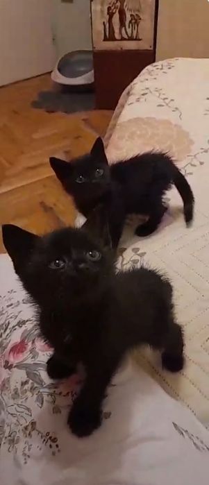 Две момченца търсят дом.