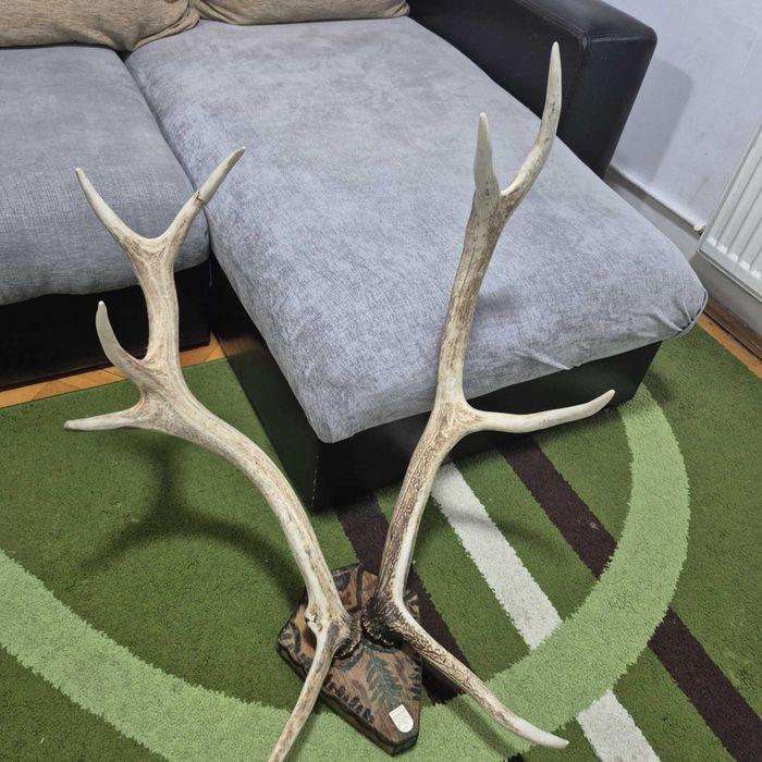 De vânzare trofeu cerb