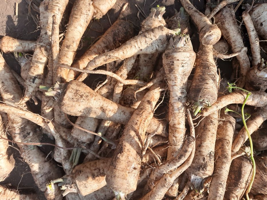 Morcov patrunjel pastarnac ceapa gogosar capia gras