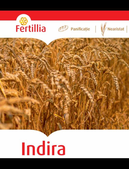 Seminte Grau de Toamna Indira, 500 kg, Fertillia