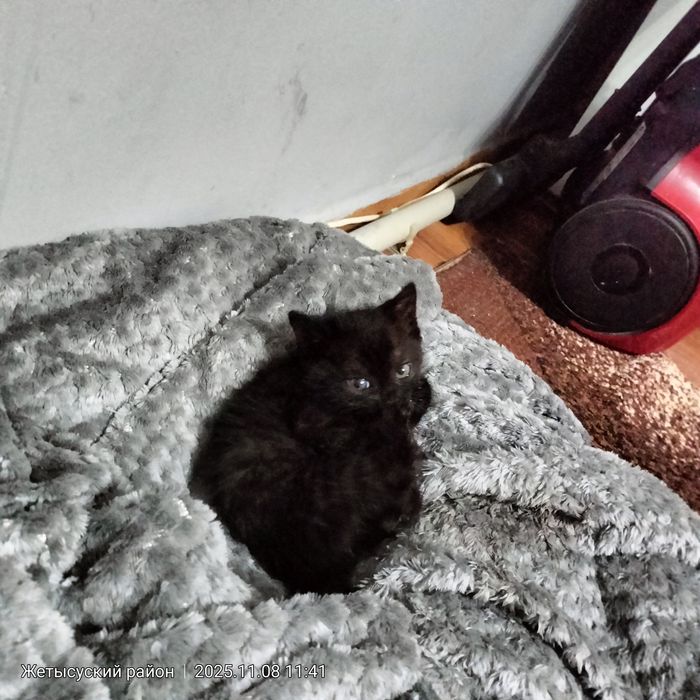 Малышка ищет дом