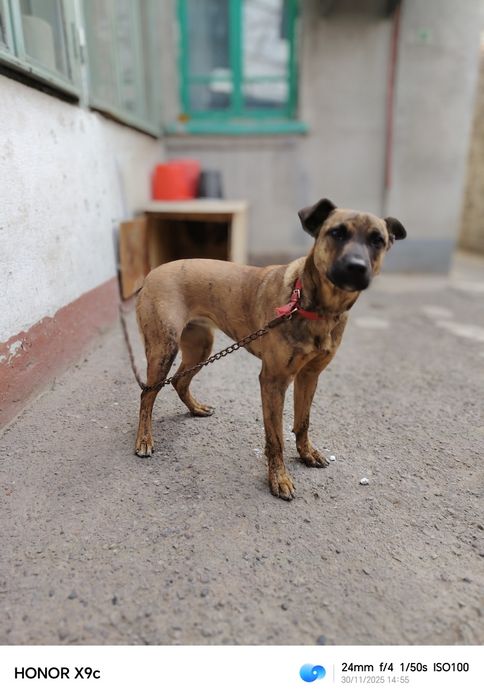 Отдам в добрые руки.