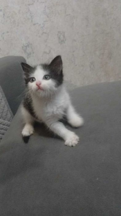 Отдам котят  бесплатно