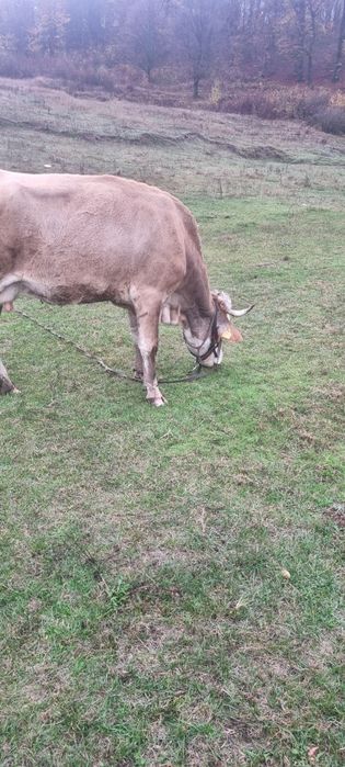 Vaca si vitea ( montata cu angus)