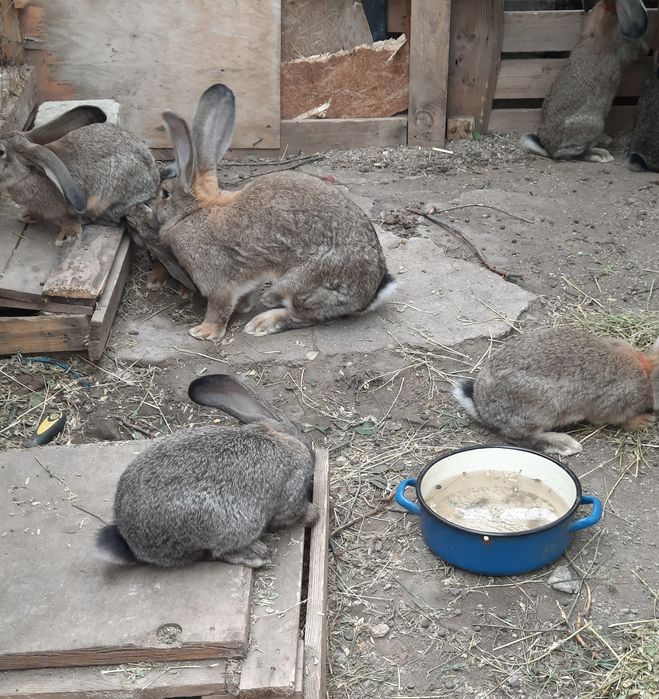 Vând 4 iepuri cu vârsta de 4 luni