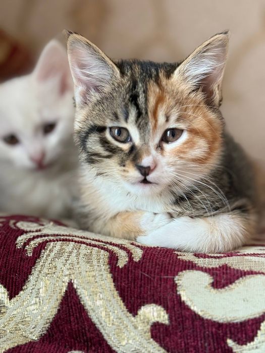 Отдам котёнка в добрые руки!