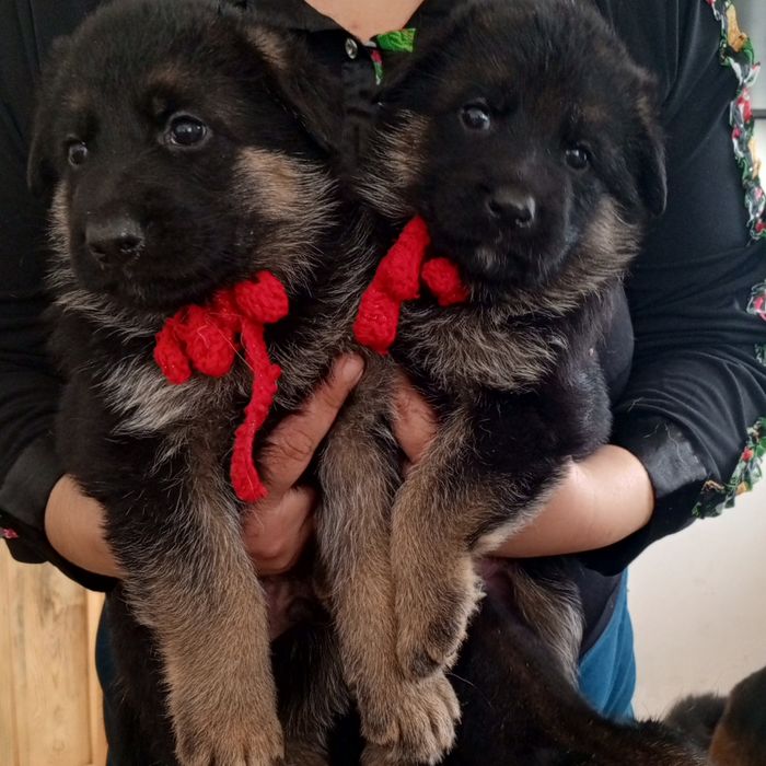 Продаются щенки немецкой овчарки