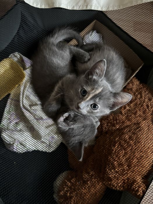 Девочка ищут добрые руки