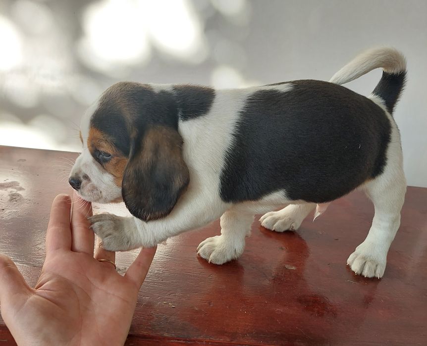 Малки бигълчета търсят своето голямо приключение.