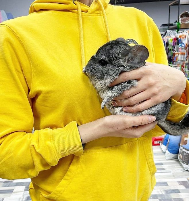 Шиншилла. Ручная