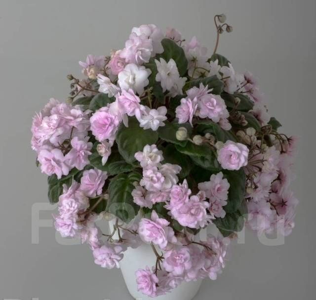 Продам фиалки (трейлеры)