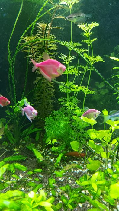 Аквариумные рыбки