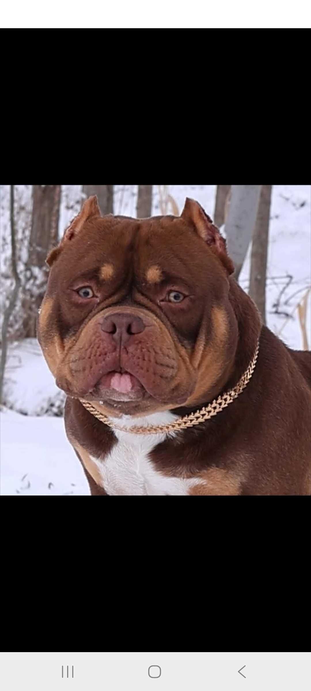 Американские булли микро!!!