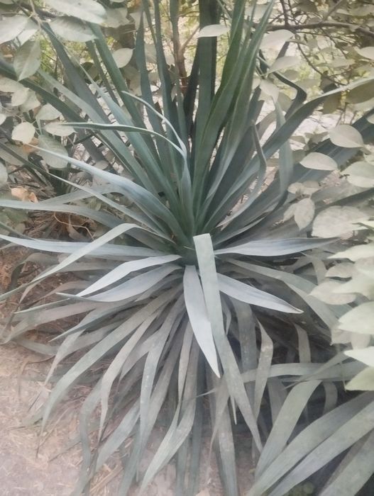 Gullar  sotiladi