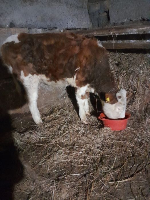 Продам КРС тёлочка 1.5 годовалая на мясо ,в кенжеколе звонить на 87773