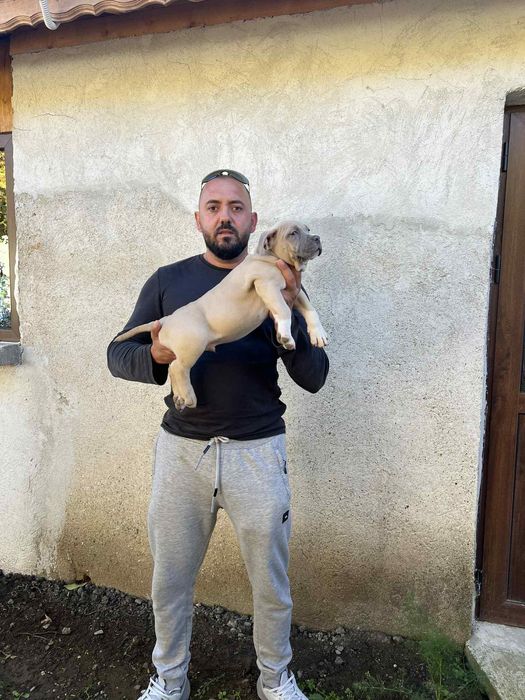 Американсо були хл