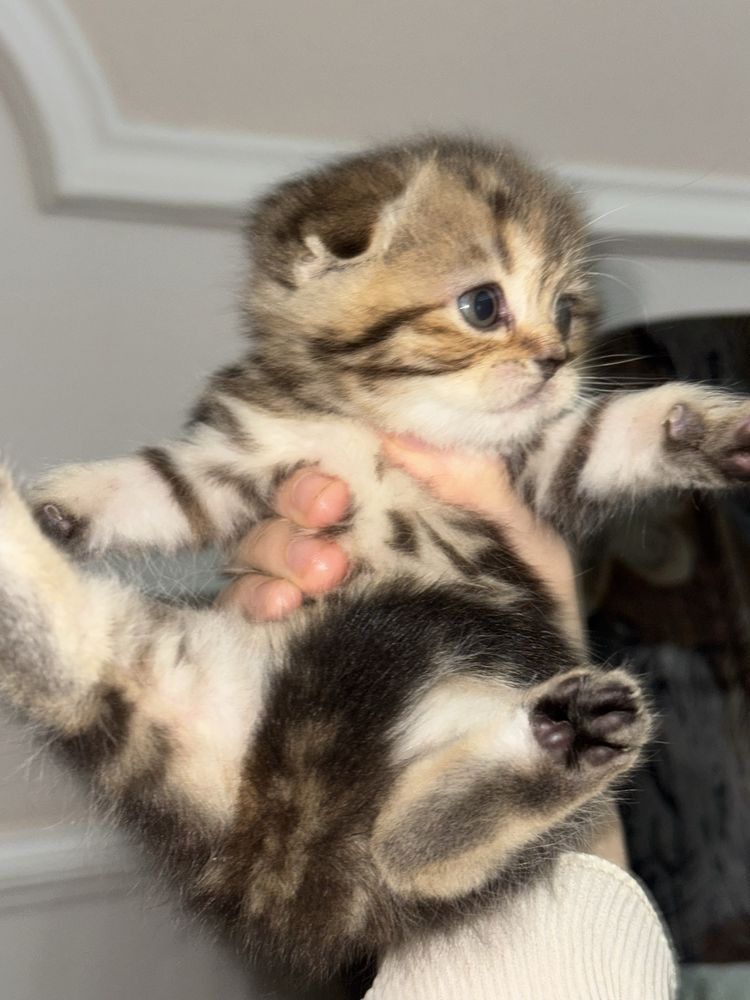 Элитные Шотландские котят