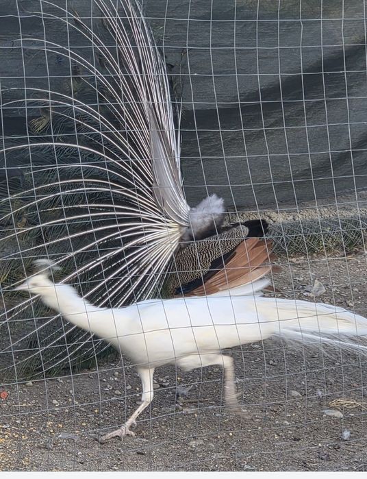 Păuni albi și colorați