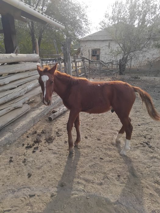 Тойга жабагы сатылады