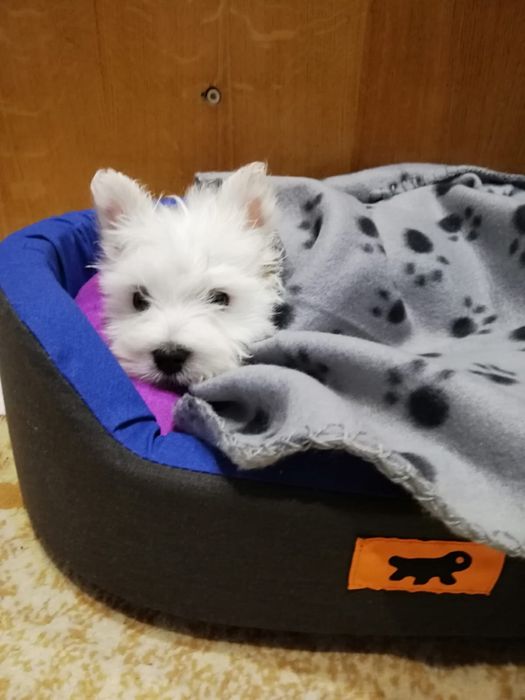 West highland white terrier