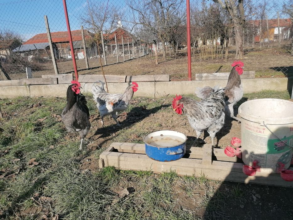 Vând gâște și găini cochinchina uriaș