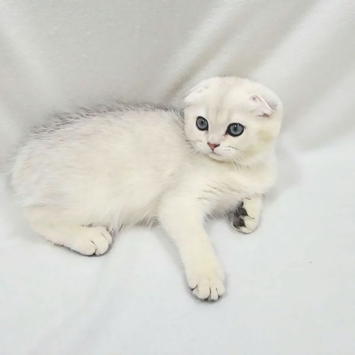 Скотиш фолд серебристая шиншилла мальчик