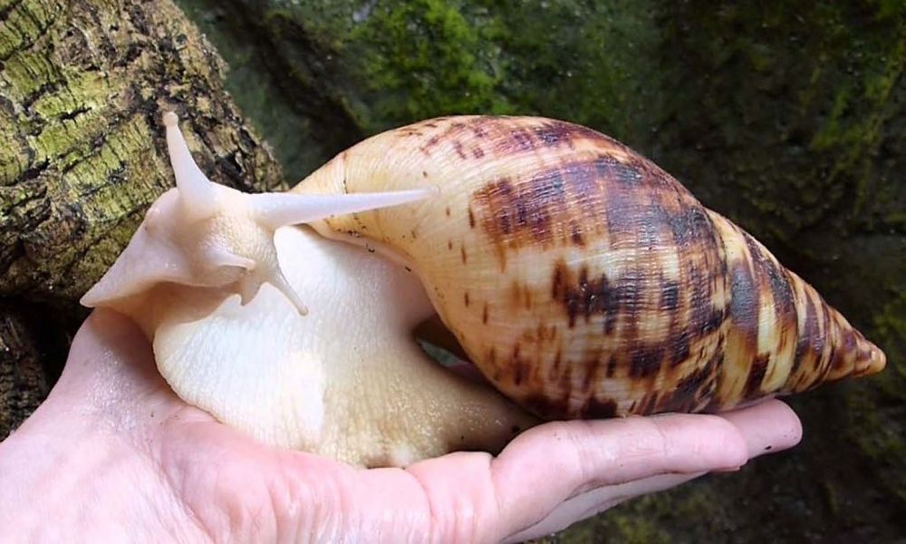 Улитка   Ахатина