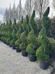 Plante ornamentale gazon rulou oferim transport în toată tara