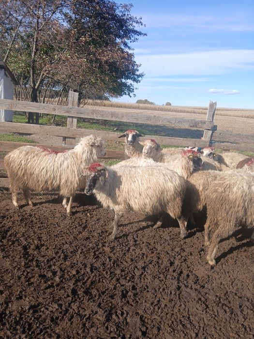 Vând 10 oi grase,  bune la gură,  doi niori țigai și doi cârlani mari